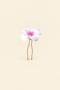 Flower piece isolated on warm ivory